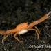 crab_coral_crowned_bb_h_1640_alo3739.jpg